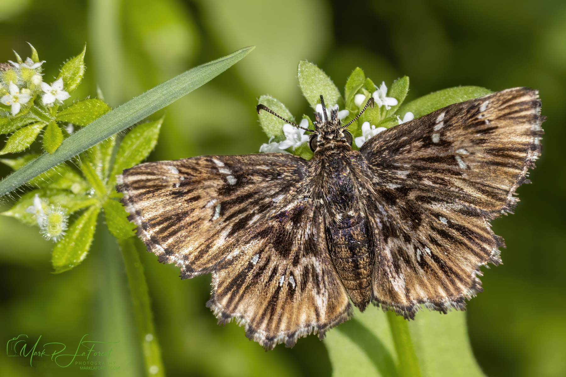 Scarce Streaky-Skipper Butterfly, Austin, Texas